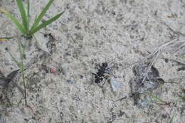 Image of Heath tiger beetle