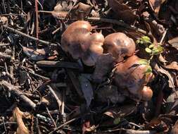 Tricholoma subannulatum (Peck) Zeller 1922 resmi