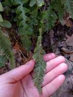 Image of western polypody