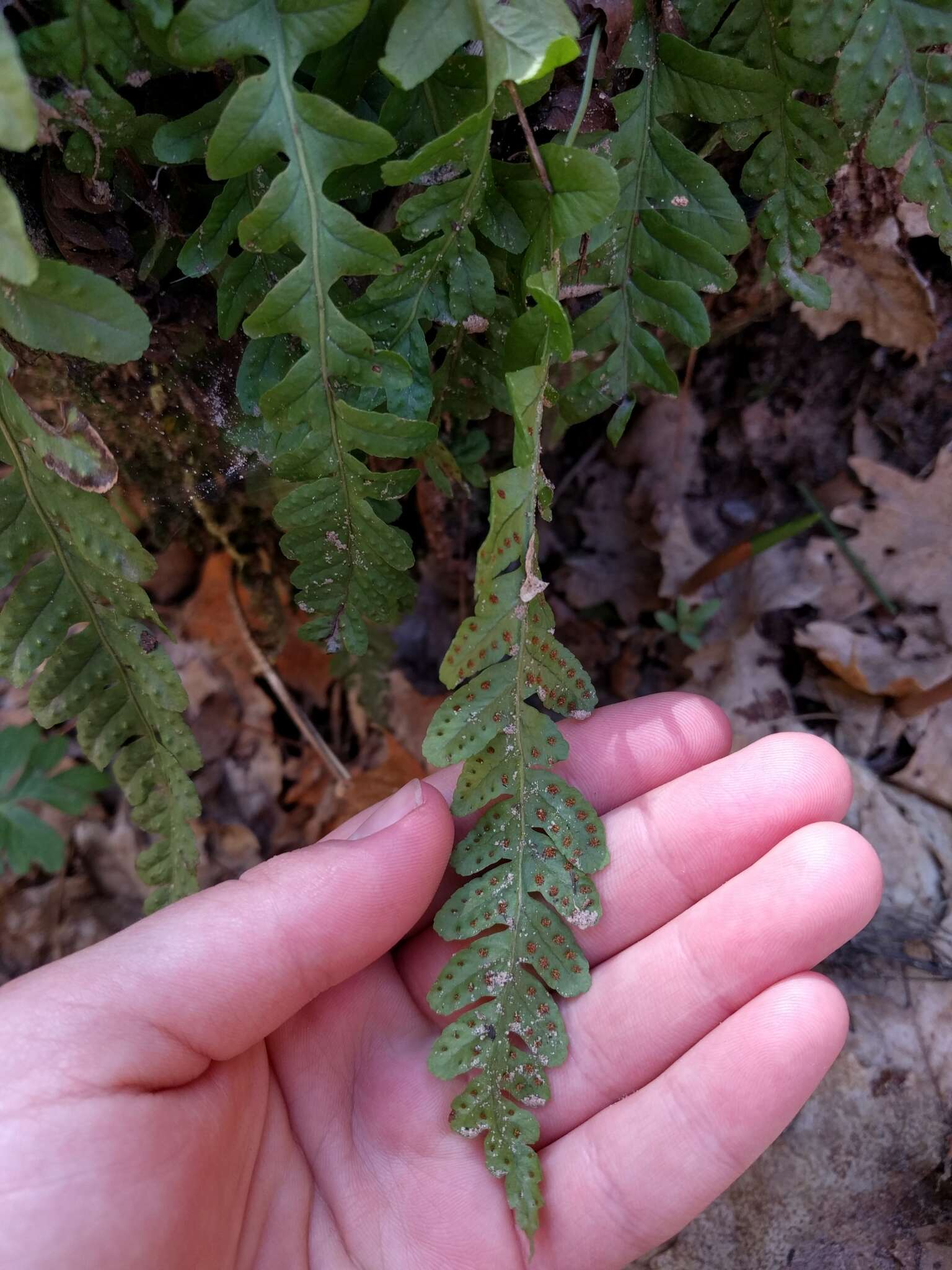 Image of western polypody