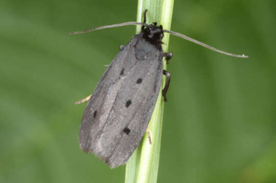 Image of Ethmia chrysopygella Kolenati 1846