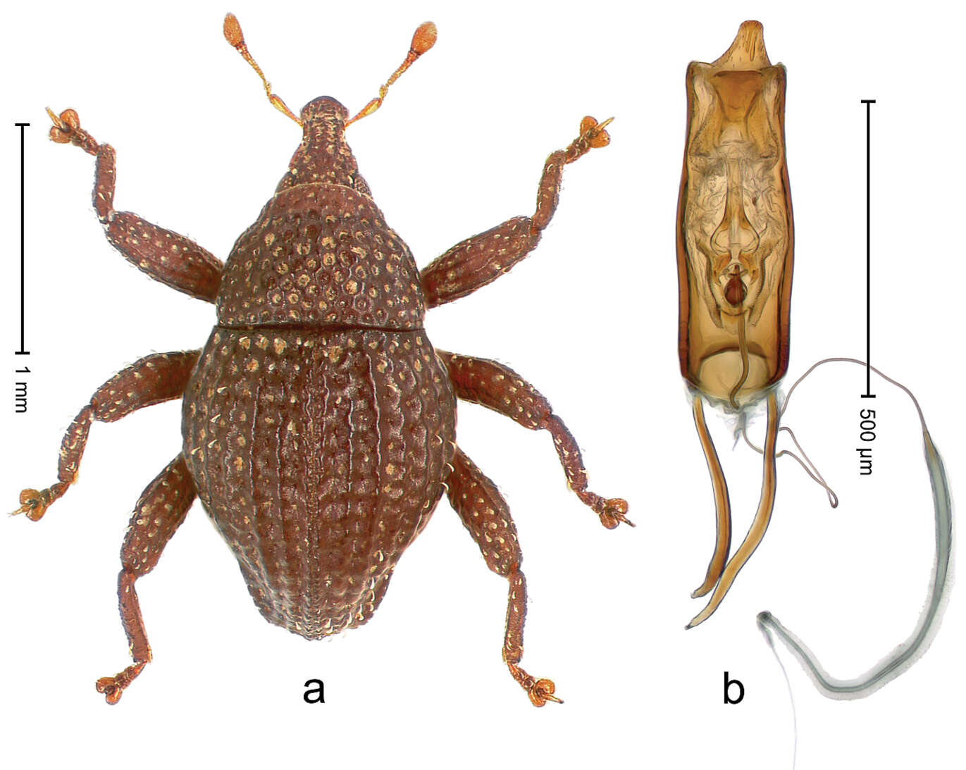 Image of Trigonopterus honjensis Riedel 2014