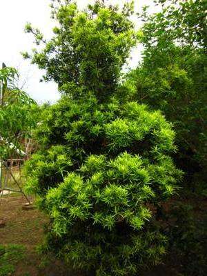 Image of Brown Pine