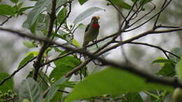 Image of Red-capped Flowerpecker