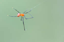 Image of Argyrodes flavescens O. Pickard-Cambridge 1880