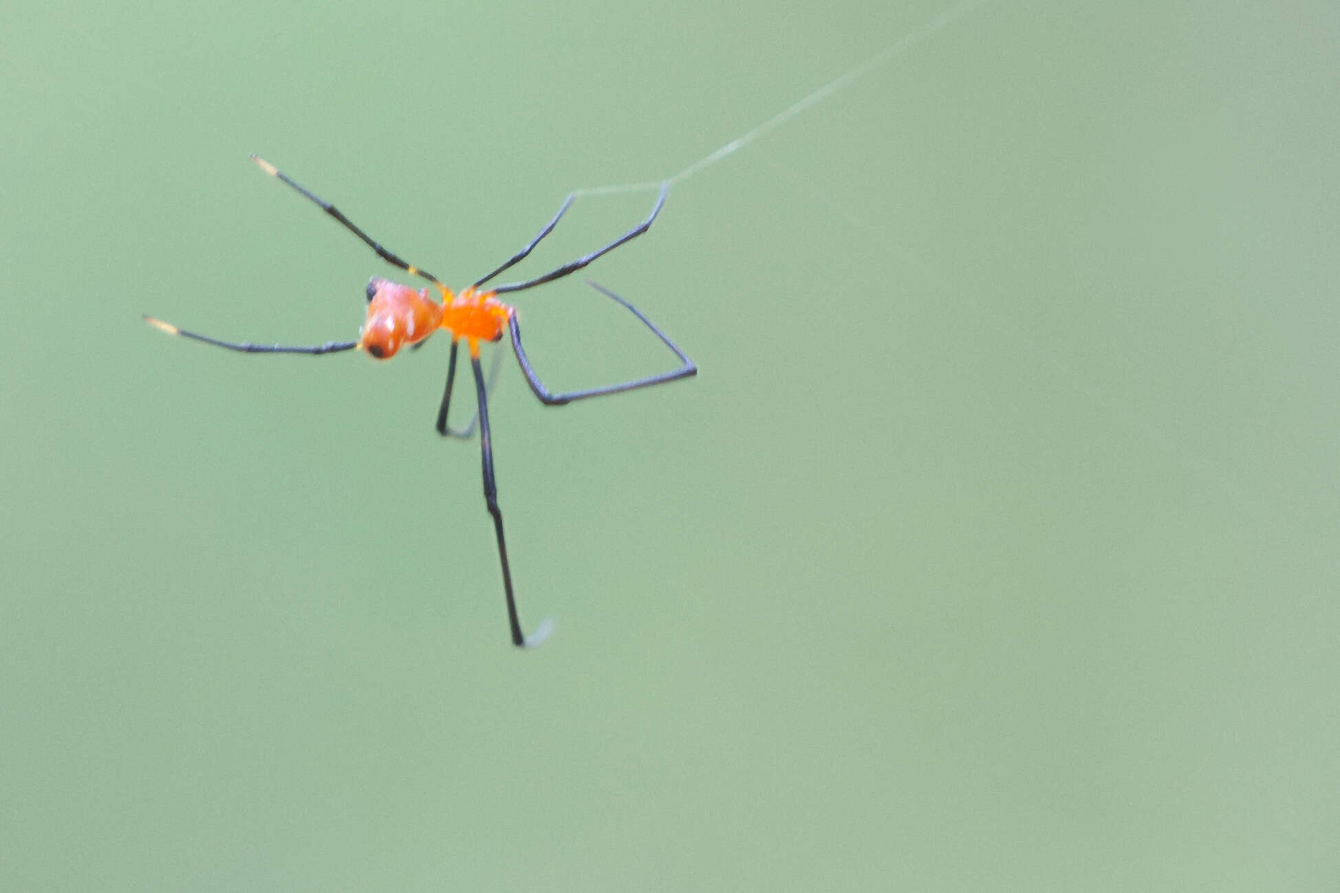 Image of Argyrodes flavescens O. Pickard-Cambridge 1880