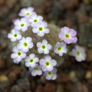 Image of Dionysia