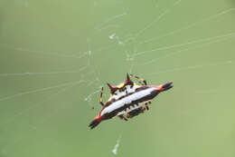 Image of Gasteracantha geminata (Fabricius 1798)