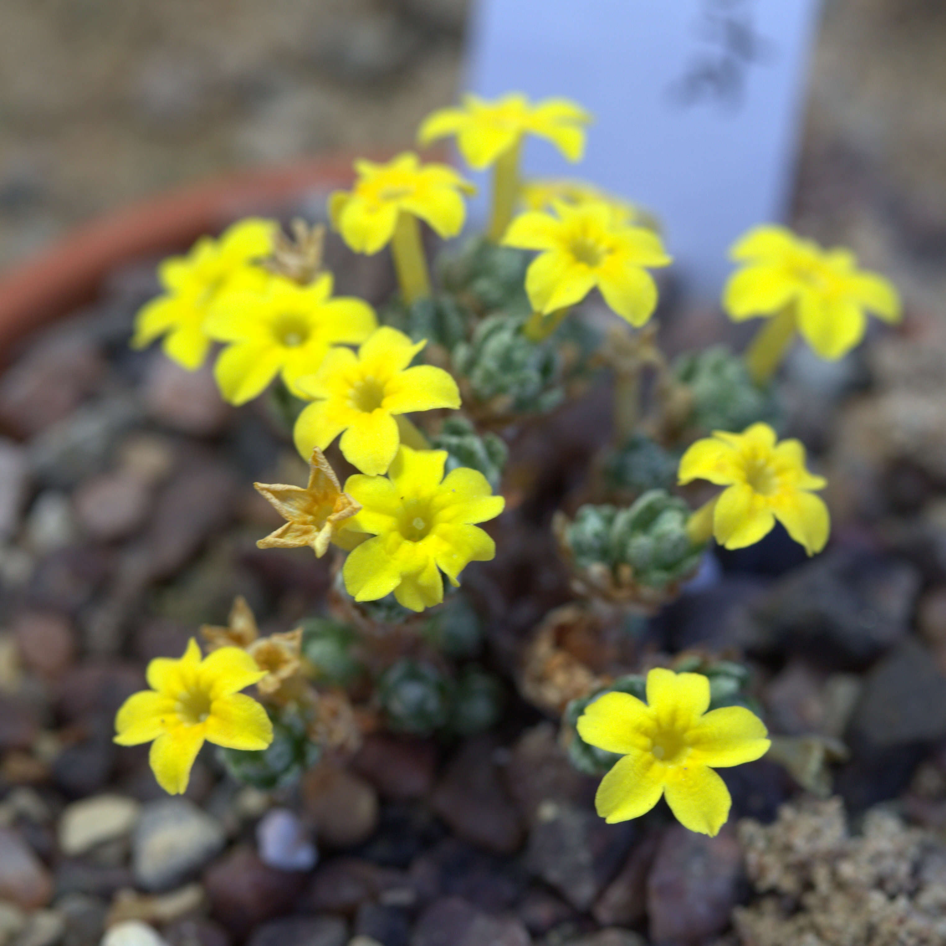 Image of Dionysia