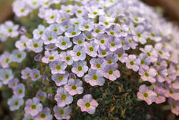 Image of Dionysia