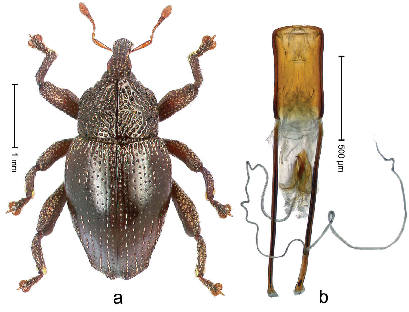 Image of Trigonopterus ijensis Riedel 2014