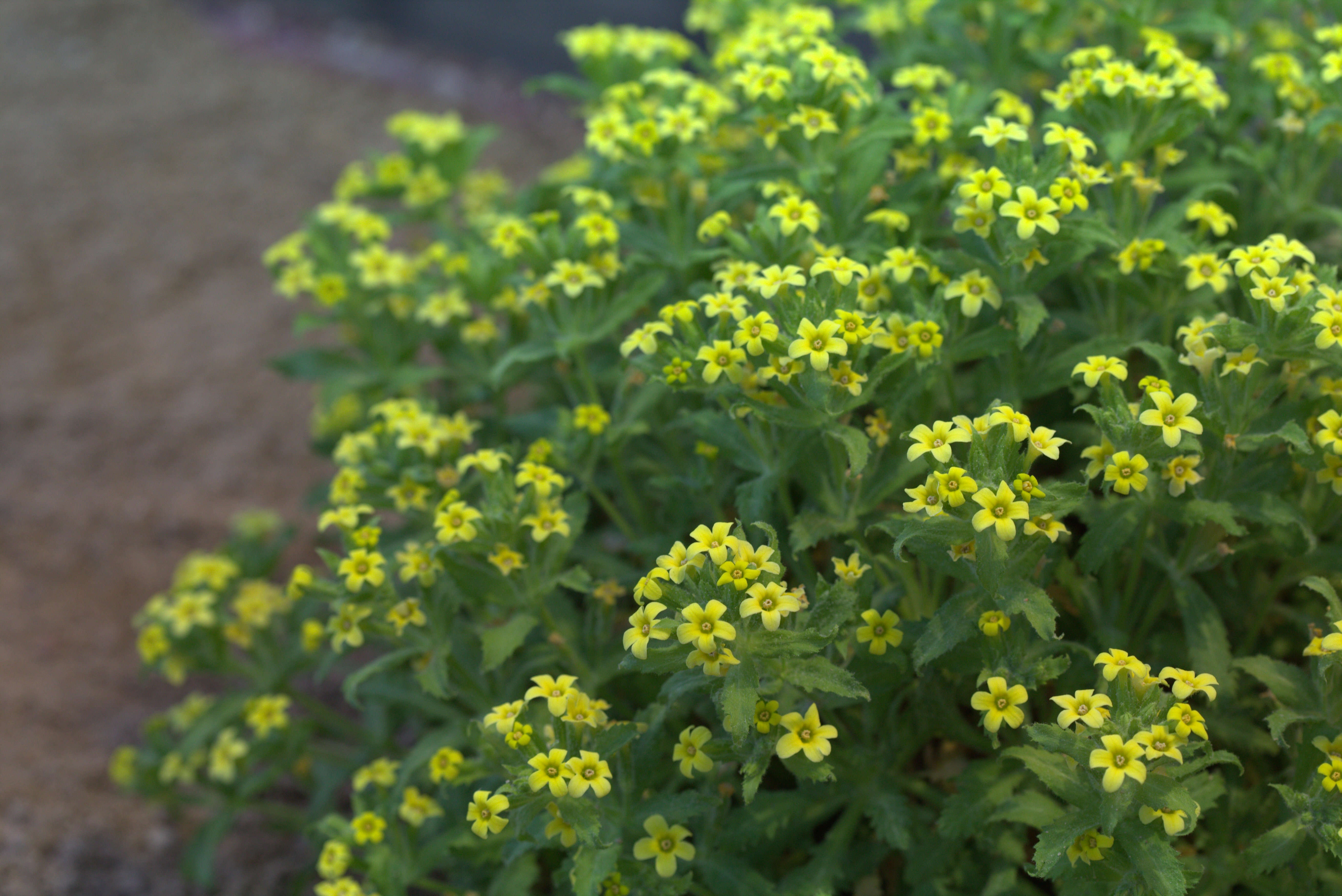 Image of Dionysia