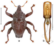 Image of Trigonopterus javensis Riedel 2014