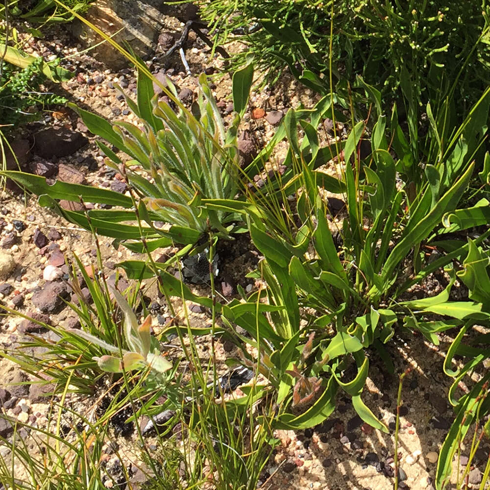 Imagem de Protea scabra R. Br.