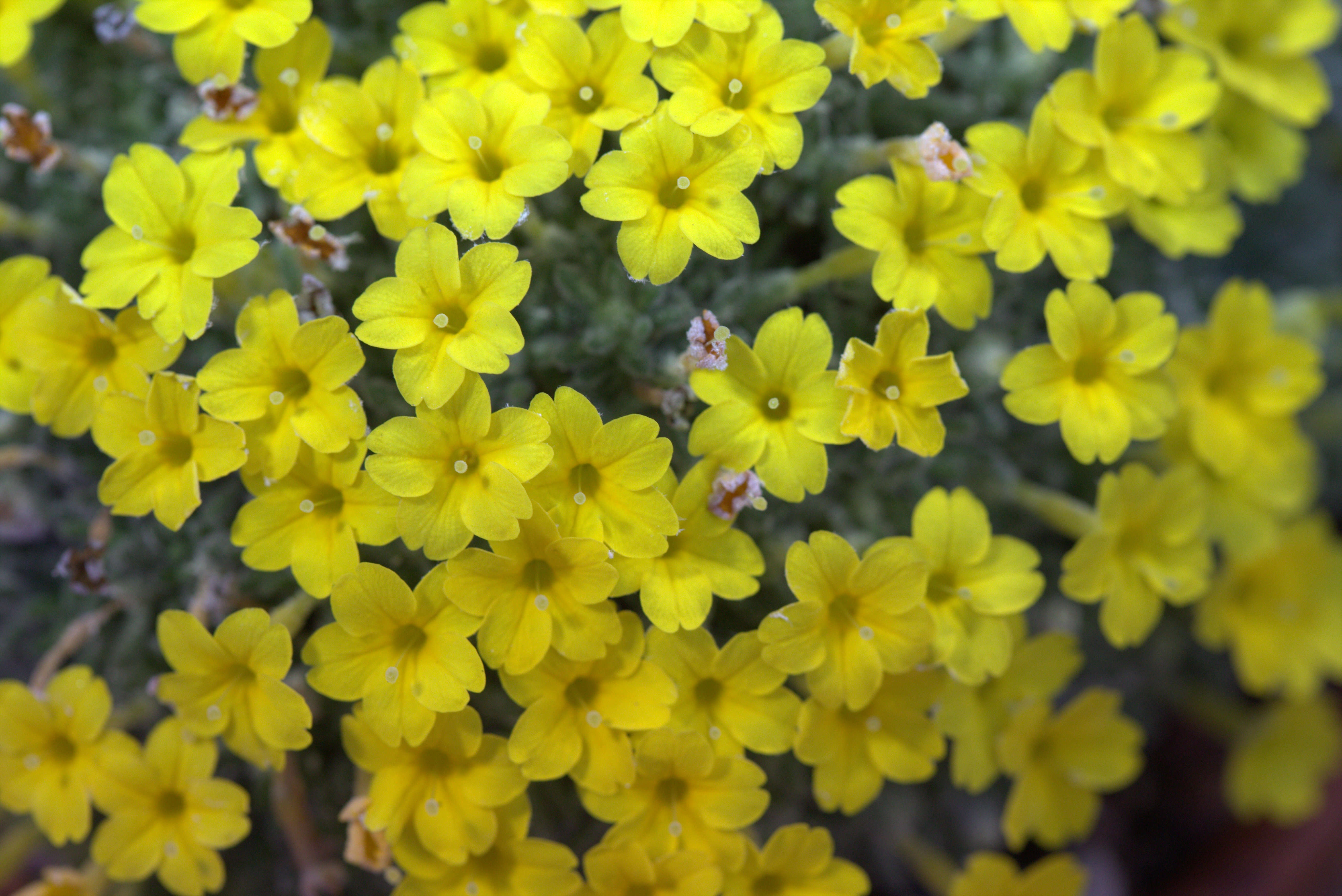 Image of Dionysia