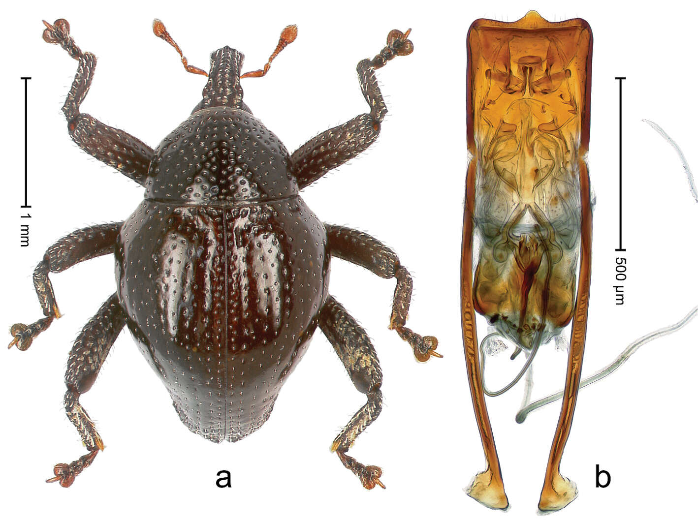 Image of Trigonopterus kalimantanensis Riedel 2014