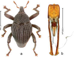 Image of Trigonopterus kintamanensis Riedel 2014