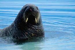 Image of walrus