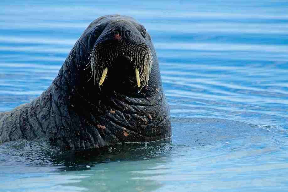 Image of walrus