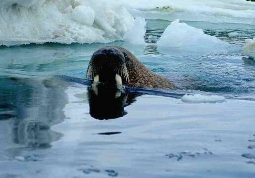 Image of walrus