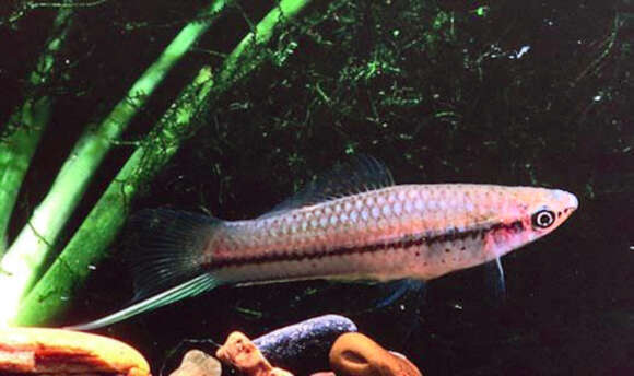 Image of Green swordtail