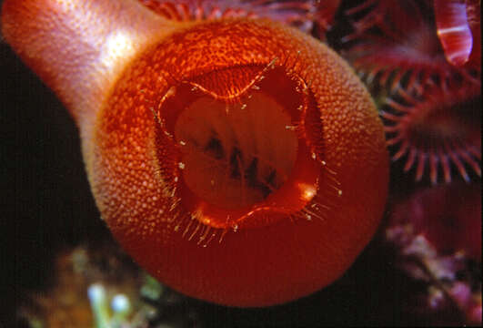 Image of red sea-squirt