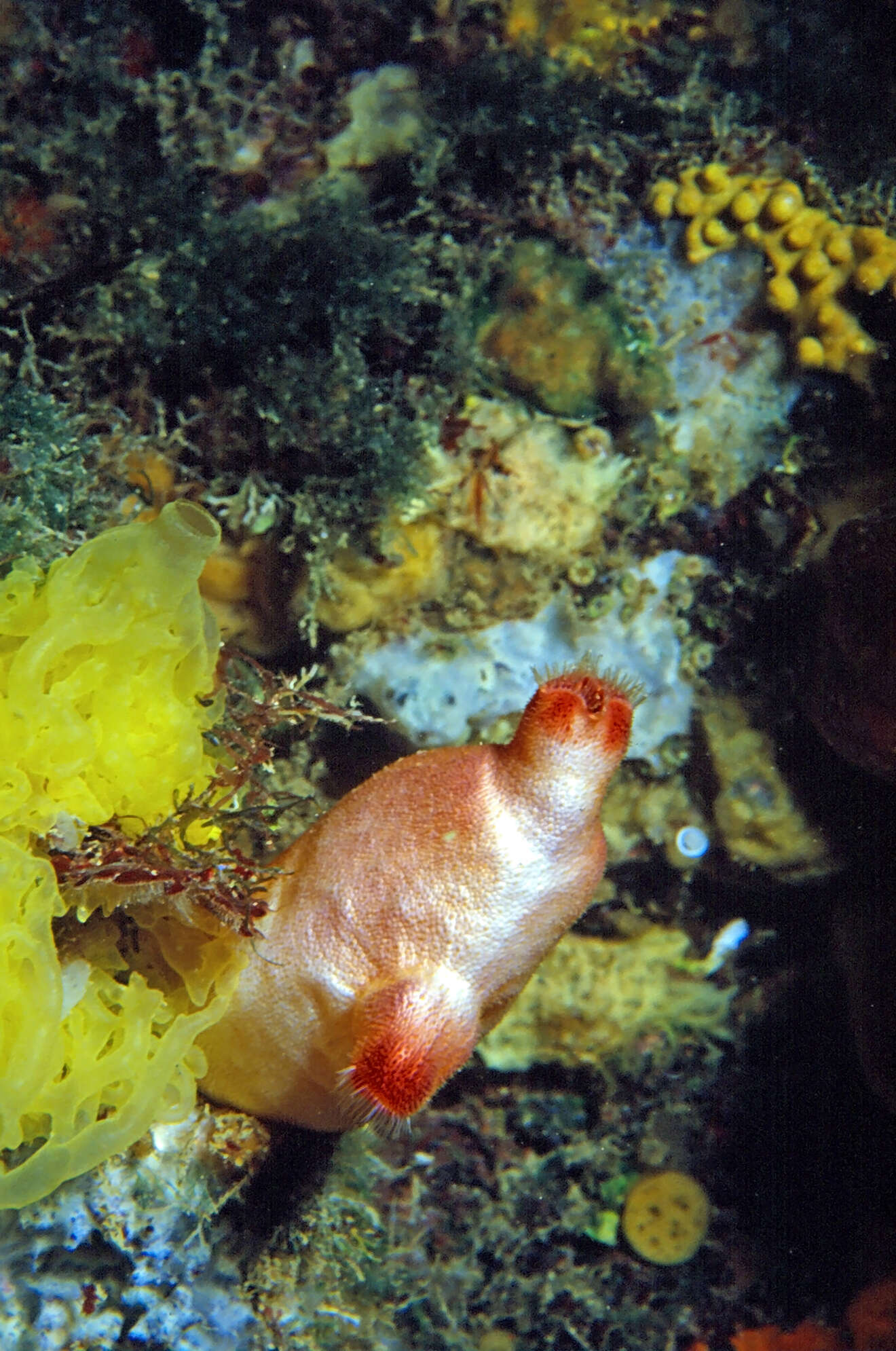 Image of yellow Clathrina