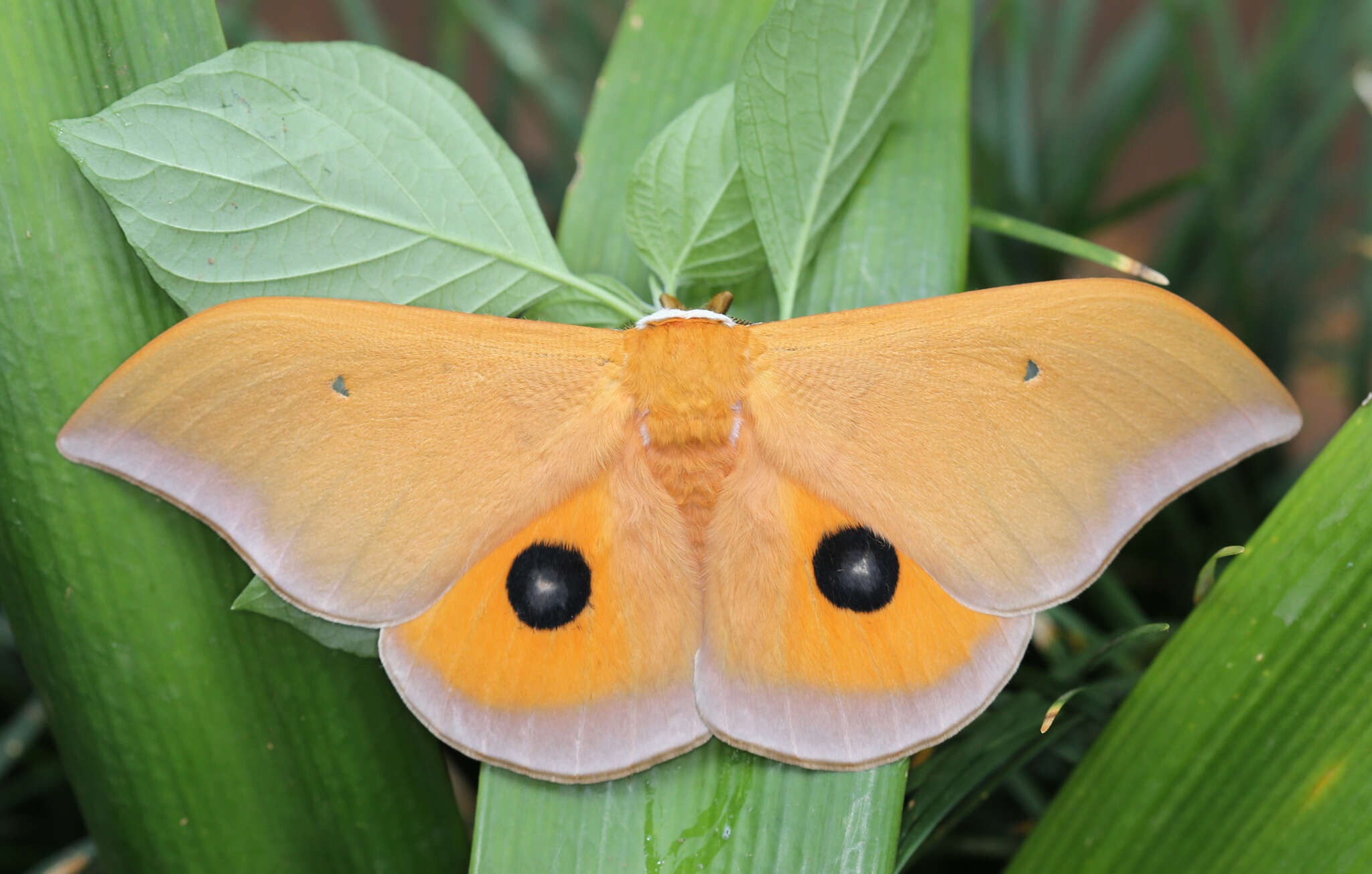 Plancia ëd Pseudobunaea natalensis (Aurivillius 1893)