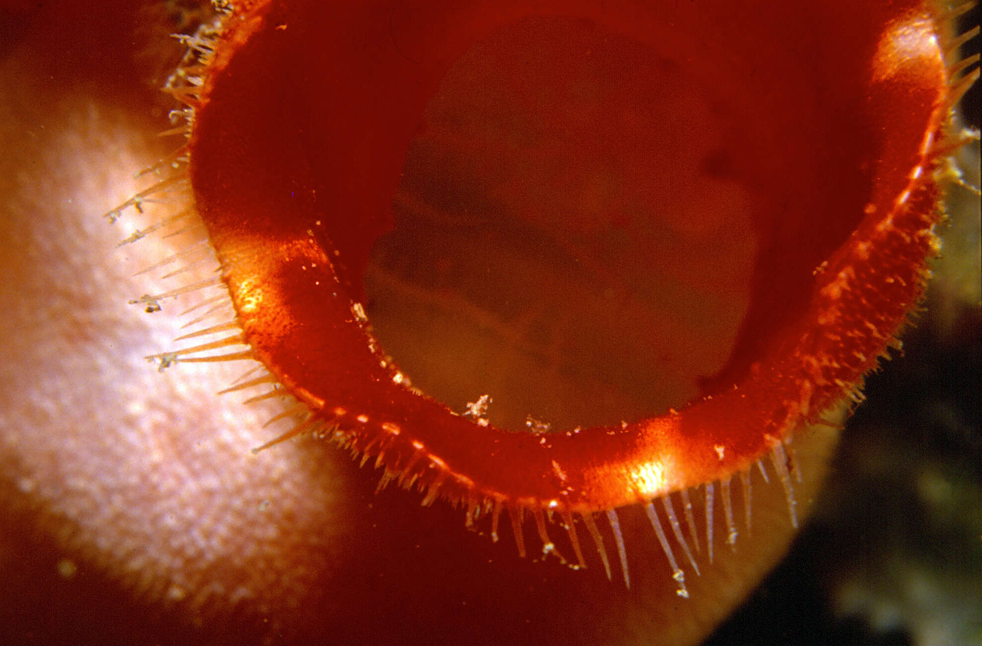 Image of red sea-squirt