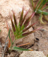 Image of Bromus pumilio (Trin.) P. M. Sm.