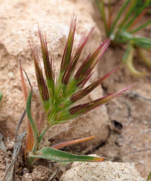 Bromus pumilio (Trin.) P. M. Sm. resmi