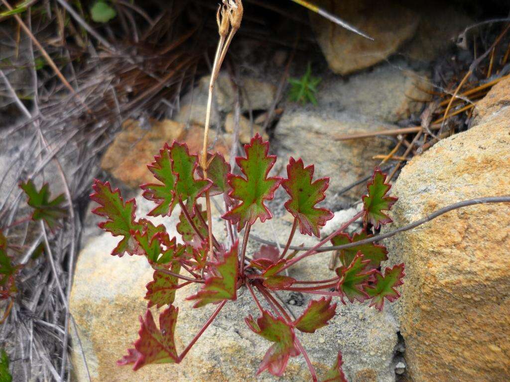 Image of Pelargonium setulosum Turcz.