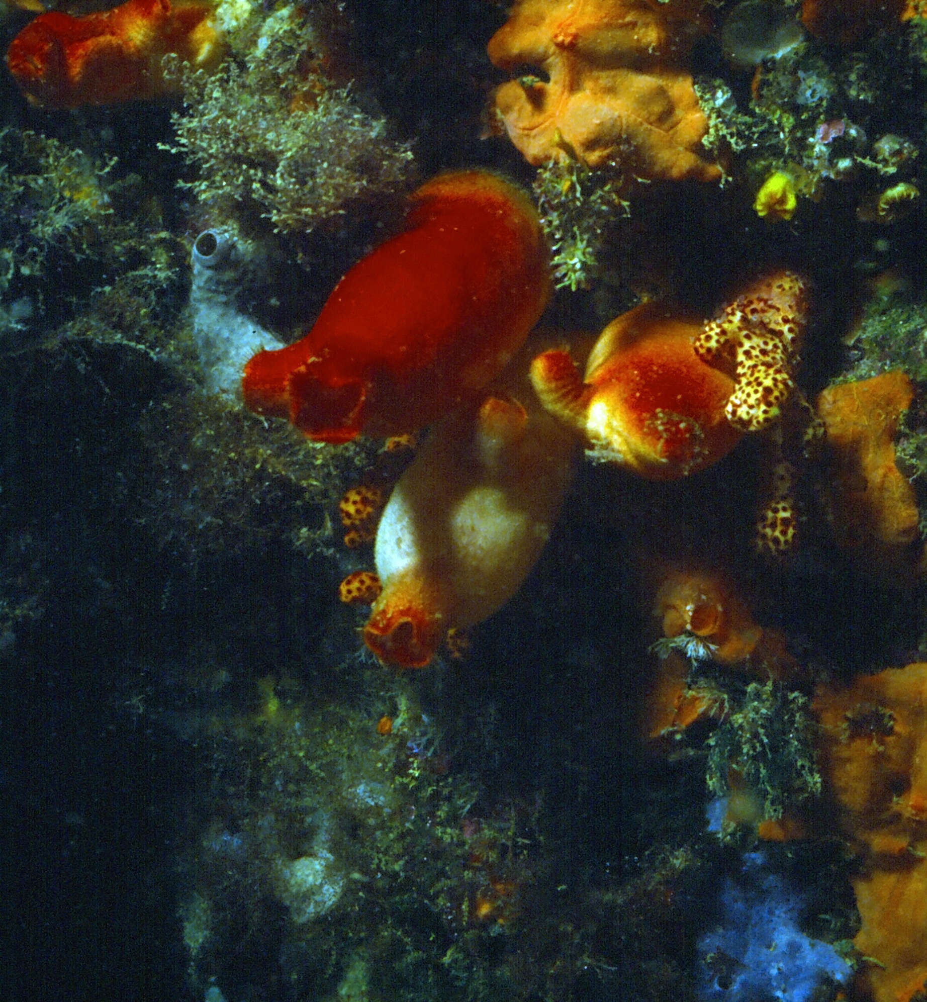 Image of red sea-squirt