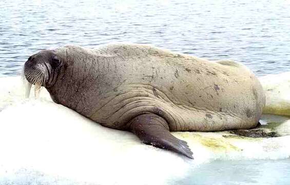 Image of walrus