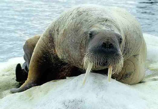 Image of walrus