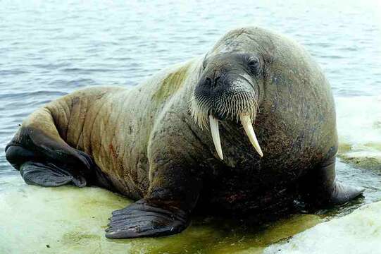 Image of walrus