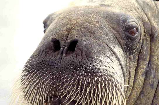 Image of walrus