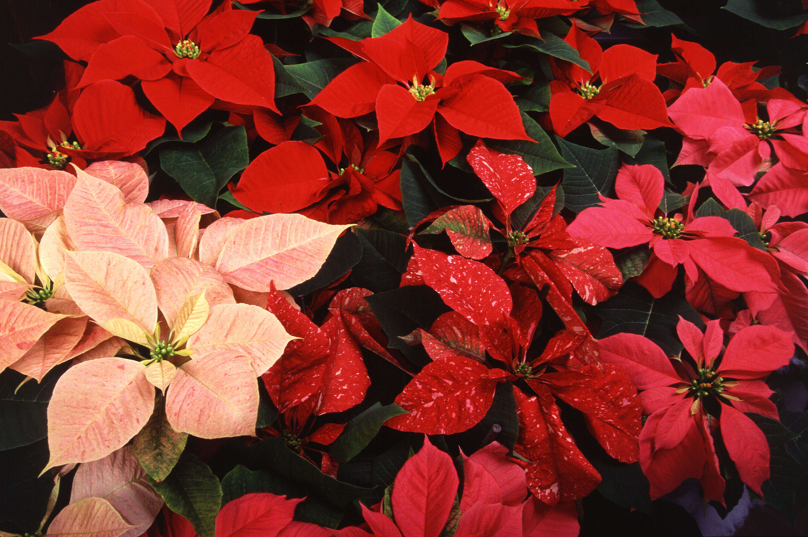 Image of poinsettia