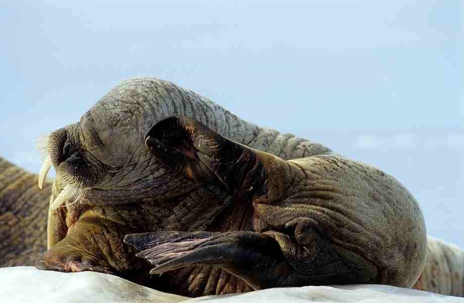 Image of walrus