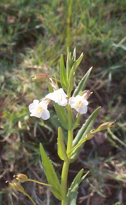 Imagem de Mimulus gracilis R. Br.