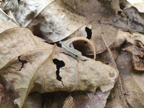 Image of Cameroon Dwarf Gecko