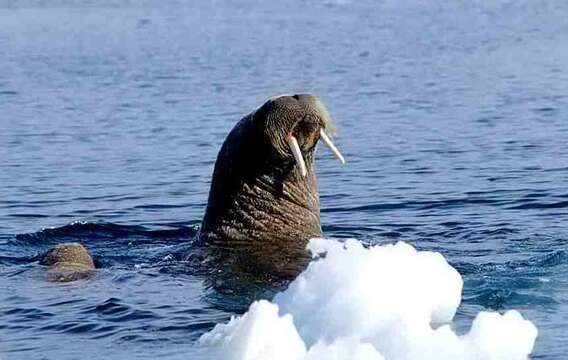 Image of walrus