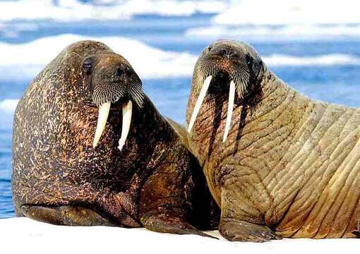 Image of walrus