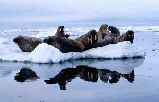 Image of walrus