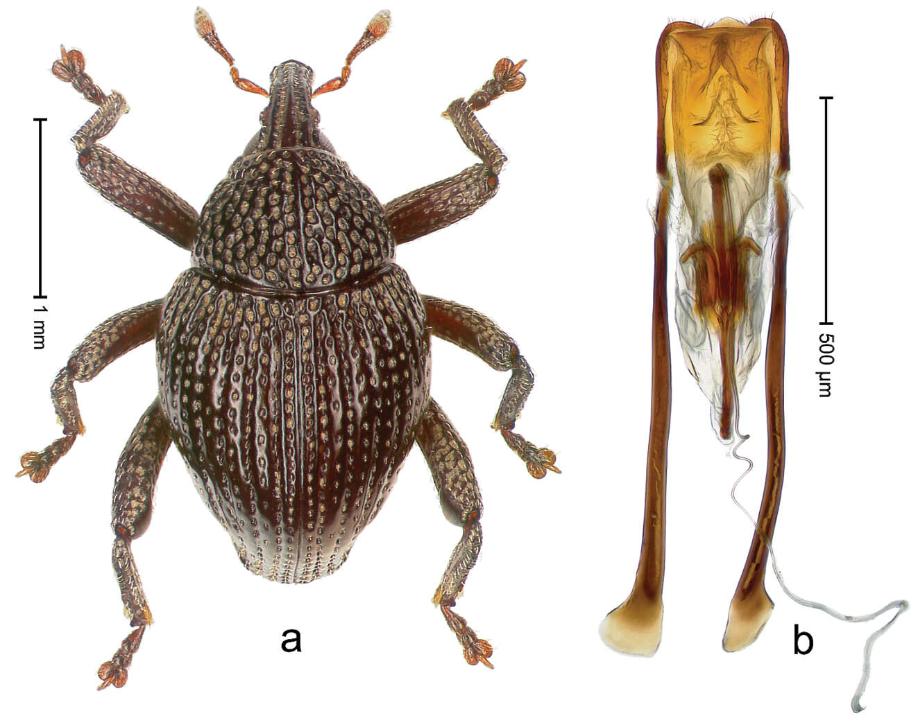 Image of Trigonopterus klatakanensis Riedel 2014