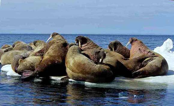 Image of walrus