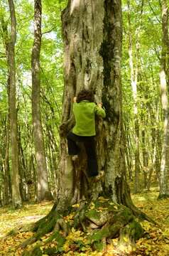 Image of European hornbeam