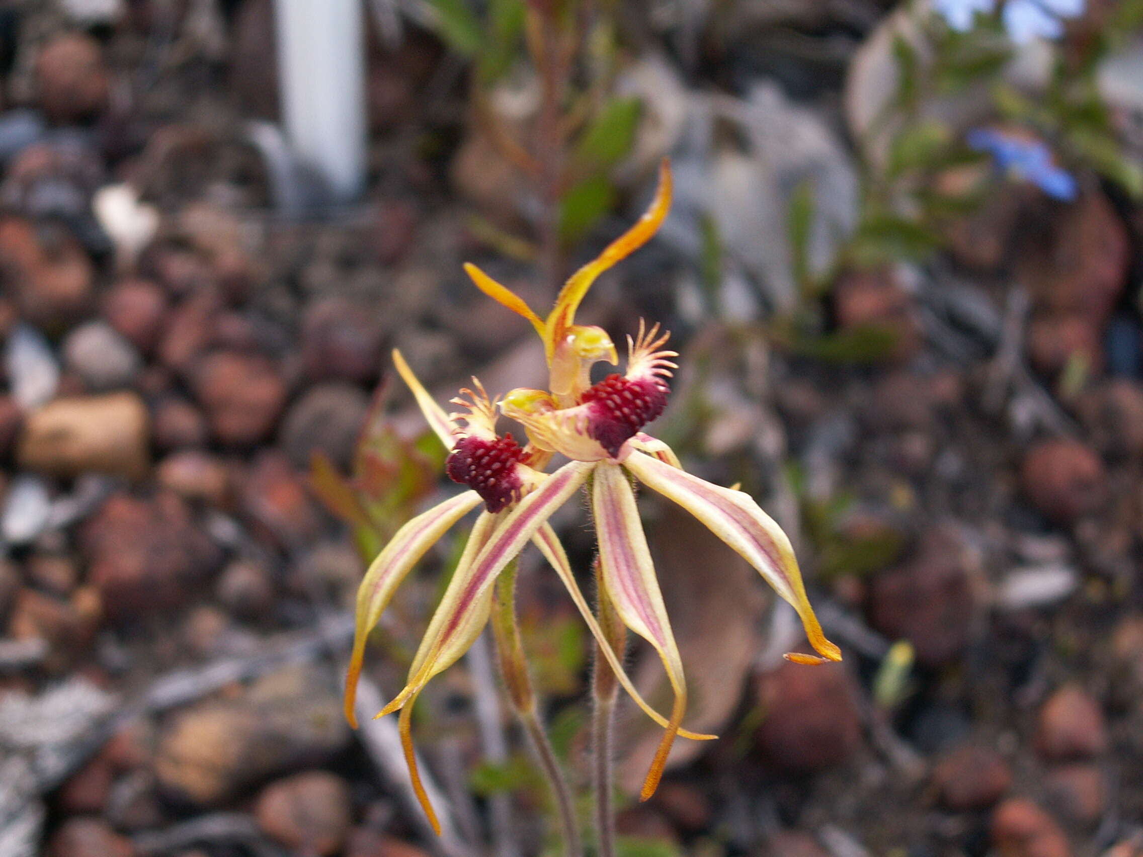 Image of Crab–lipped spider orchid