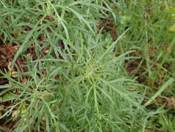 Image of San Diego sagewort