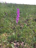 Image de Orchis mascula subsp. speciosa (Mutel) Hegi